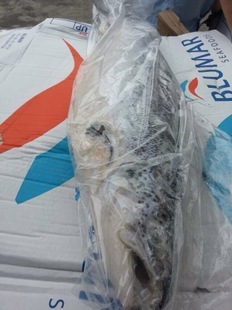 冷冻粗加工水产品-三文鱼-冷冻粗加工水产品尽在阿里巴巴-上海诺荻克海产有限公司