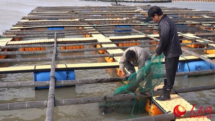 在福州日兴水产食品公司养殖场,养殖人员在查看鲍鱼生长情况。人民网记者 兰志飞摄