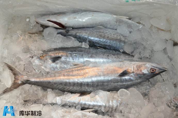 水产冷库制作冷冻速冻鱼肉冷库