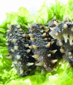 供应大连即食海参价格,即食海参批发,即食海参价格,_冷冻粗加工水产品_世界工厂网