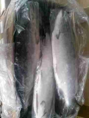 批发供应冷冻粗加工水产品冻三文鱼 新鲜海鲜日式料理 图片_高清大图 