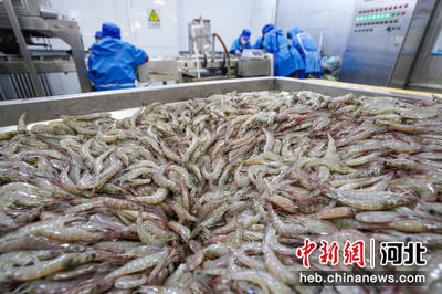 河北滦南:冷冻对虾加工忙