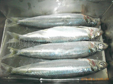 沙丁鱼片批发与供应 阿里巴巴冷冻肉市场的优选