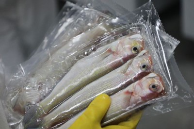 格力地产 消费升级下“大循环”战略中的冷冻肉批发机遇