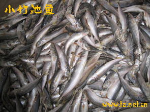 文昌清澜渔业代销公司水产品冷冻加工探析